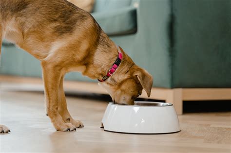 is monde mamon good for dogs|10 Pinoy Food That’s Safe for Dogs .